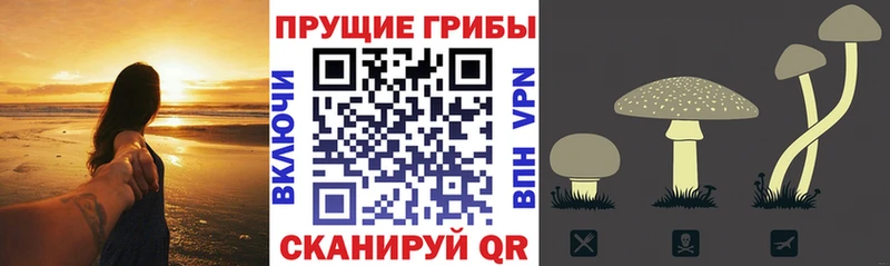 закладка  Гвардейск  Галлюциногенные грибы мицелий 